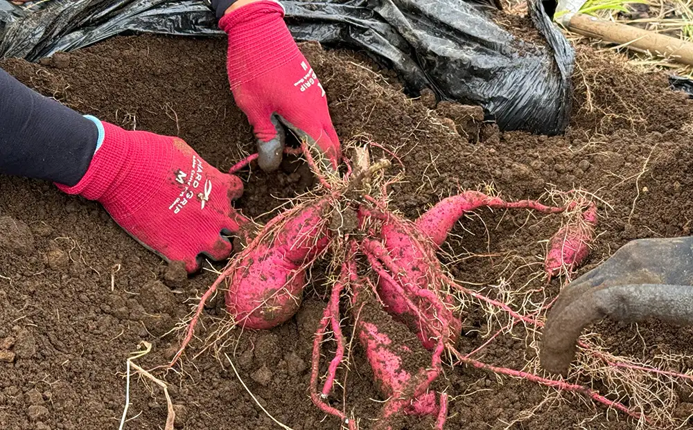 さつまいも 紅はるか 10kg | サツマイモ さつま芋 芋 べにはるか 熟成 静岡県 御殿場市 ※2026年10月～発送