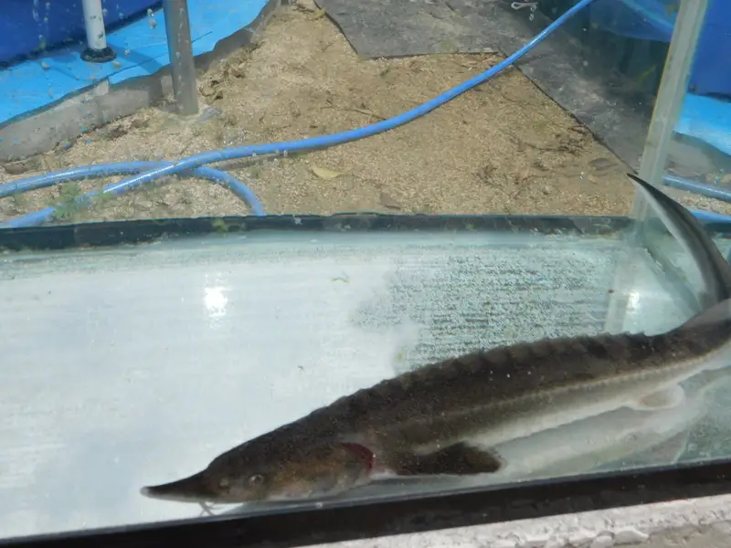 チョウザメ観賞魚(生体) ベステル【7月～9月末】　ku183-005-r　(北海道・沖縄県・離島配送不可)