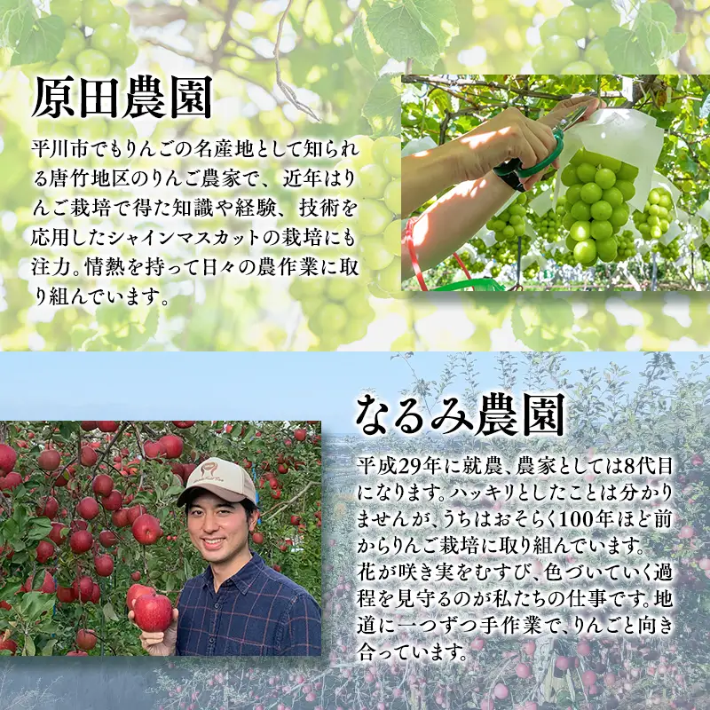 青森フルーツ満喫便　家庭用 りんご＆シャインマスカット 2回定期コース【hi-0999-010】