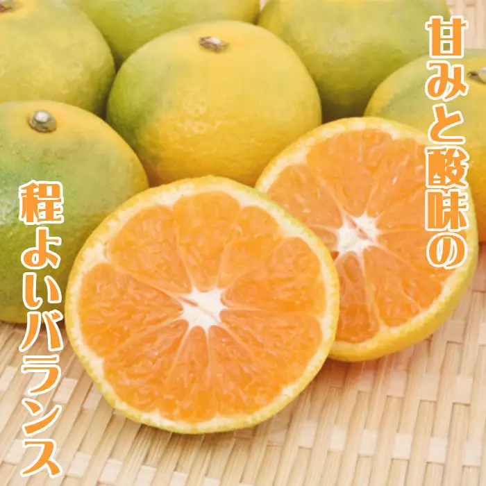 【鴨川の柑橘】ひと房で旨さ際立つ 温州みかん『田口早生』５kg 《11月中旬より発送》《数量限定》《先行予約》ちばエコ農産物 旬の柑橘 みかん ミカン 蜜柑 早生温州 早生みかん 薄皮 樹上完熟 ハウス栽培 鴨川産 千葉県産 [安田園芸][0010-0369]