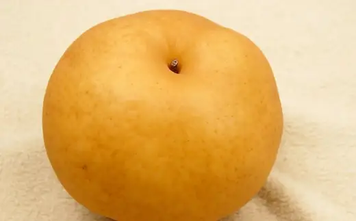 あたご梨 約3kg （ 3～5玉 ） 梨 贈答 くだもの 果物 果実 フルーツ なし ナシ あたご 贈答品 冬 大玉梨 完熟 【 2026年11月下旬～12月下旬発送予定 】