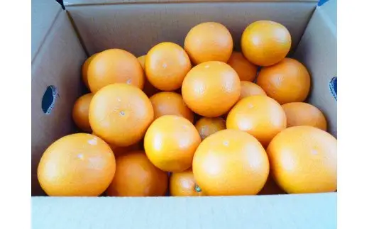とにかくジューシー 清見 オレンジ 5kg / 果物 柑橘 甘い 果物 和歌山 ※2027年3月下旬頃〜4月下旬頃発送 【uot710-2】