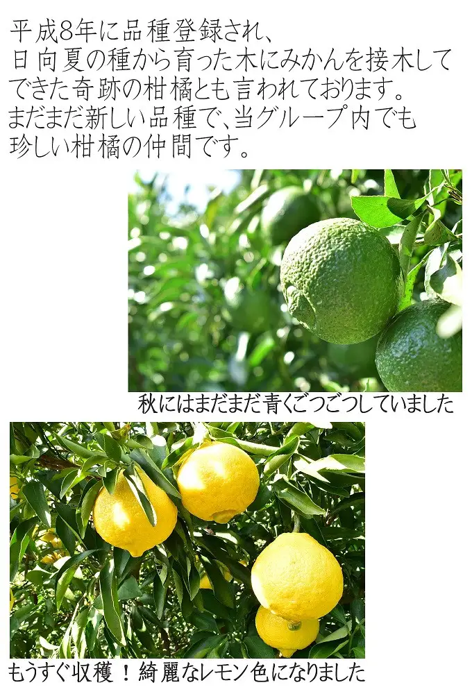 はるかみかん 6kg 訳あり はるか 和歌山県産より農家直送 フルーツ 果物 家庭用［Mg29］