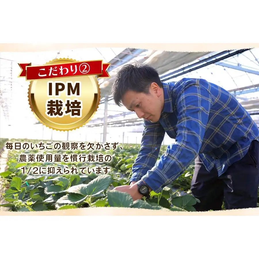 【2027年先行予約】白いちごミルキーベリー×幻のとちひめ 食べ比べセット 560g