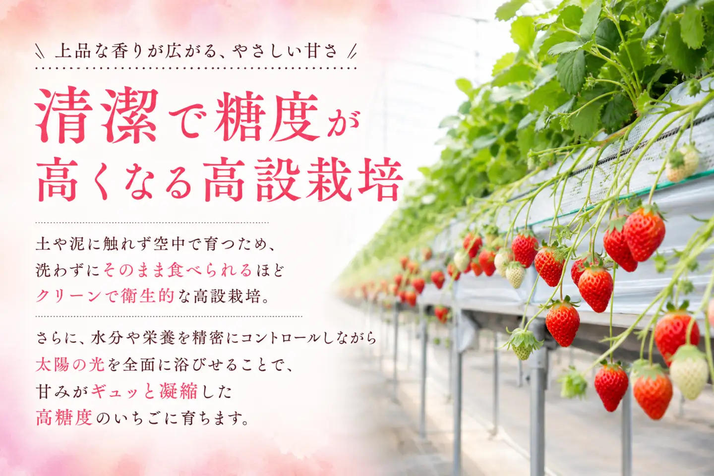 【訳あり】いちご 先行予約 1200g 300g × 4 イチゴ いちご
