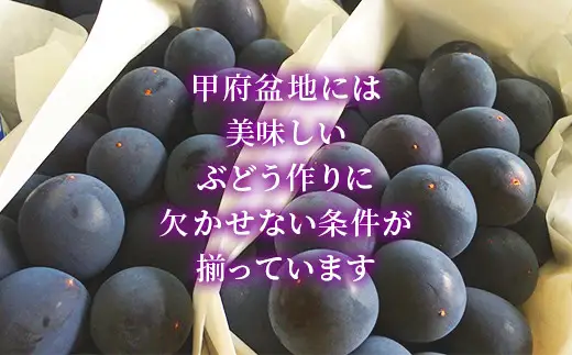 【2026年発送分】【フルーツ王国やまなし】 巨峰  ３～６房（２kg以上）　ぶどう 葡萄 ブドウ 種なし 大粒 山梨県産 フルーツ 果物 くだもの 産地直送 富士川町