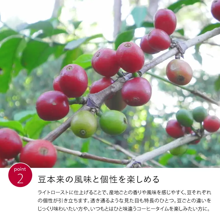 ライトローストコーヒー豆・粉 30g×3種