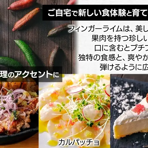 フィンガーライム栽培体験セット柑橘苗植木鉢フィンガーライム イエロー