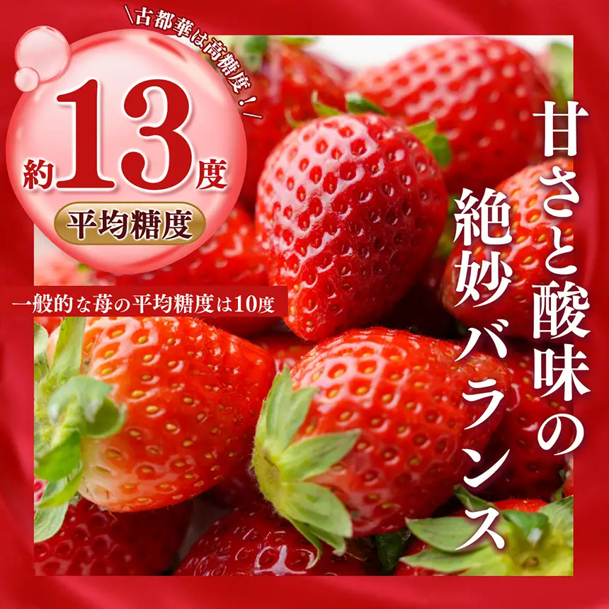 【 先行予約 】【 定期便 2回 】古都華 約540g （270g×2P）Lサイズ以上
