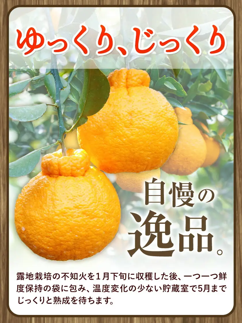長期熟成 しらぬい 約5kg (18-28個)  不知火
