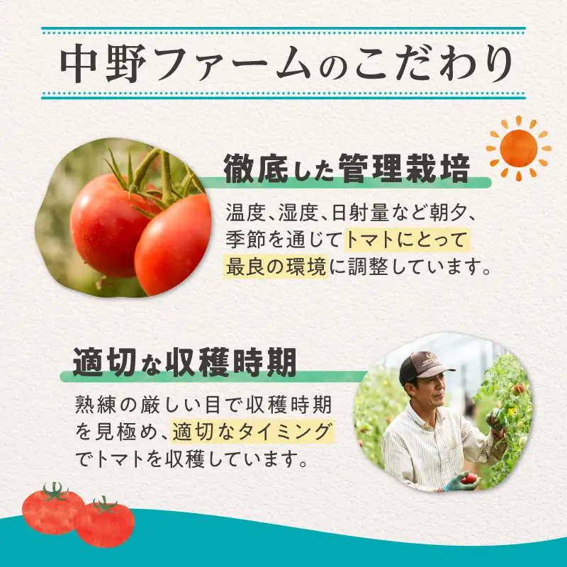 【7月上旬発送】余市町 中野ファーム トマトベリー 1kg トマト_Y026-0014