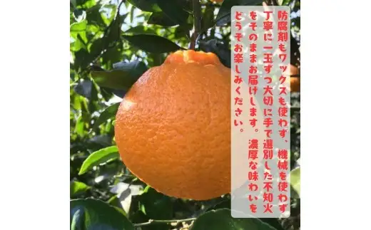 【先行予約】特選 濃厚 不知火 (通称デコポン) 10kg+200g(痛み補償分)※着日指定不可【ard260】 