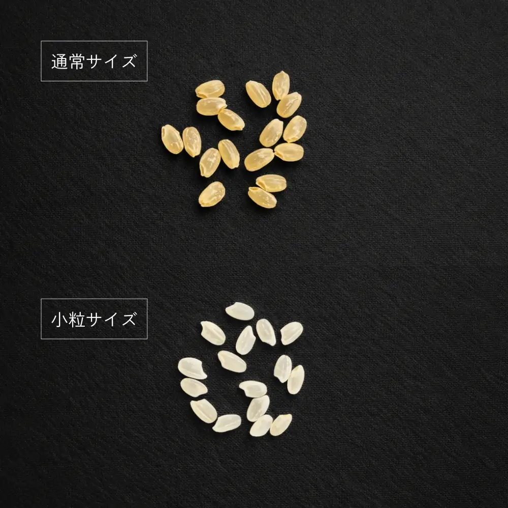 令和8年度産 栃木県鹿沼市産 コシヒカリ 小粒米(精米) 5kg | 小粒米 白米 中米