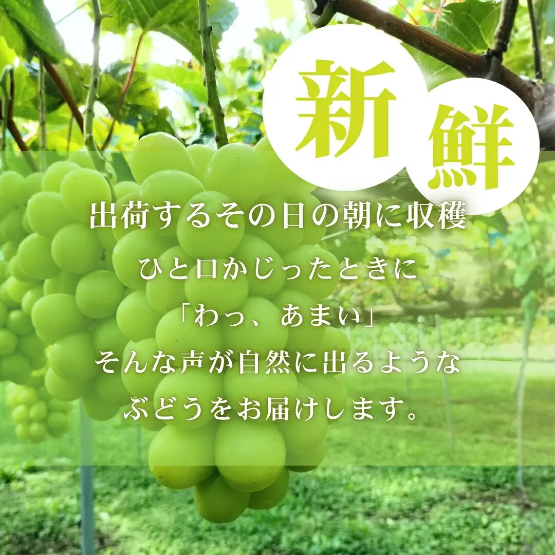 甘い感動 ちくまのシャインマスカット 3~4房 (約1.8kg~約2.4kg)【半蔵農園】 | シャインマスカット