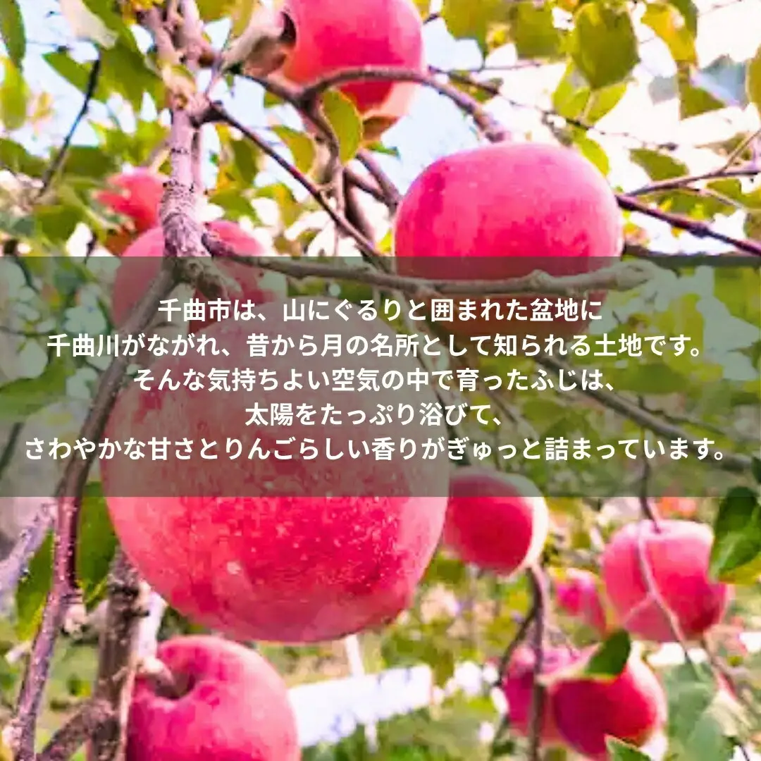 ふじ [お楽しみ用わけあり品] 13 kg~15 kg (30個~50個) 【半蔵農園】 | りんご