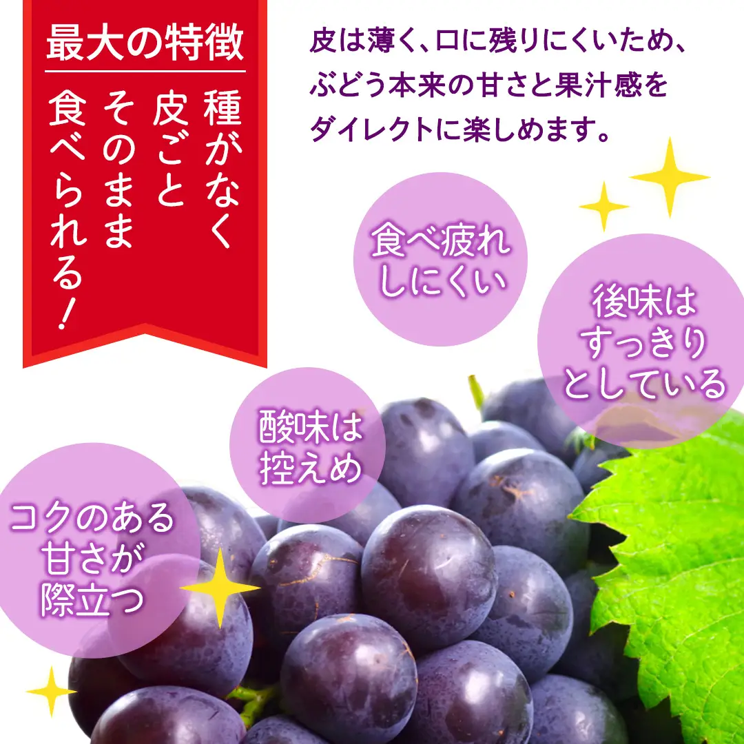 ナガノパープル 5kg （8～12房）【2026年9月より発送開始】（茨城県共通返礼品 [ぶどう]：結城市産）
