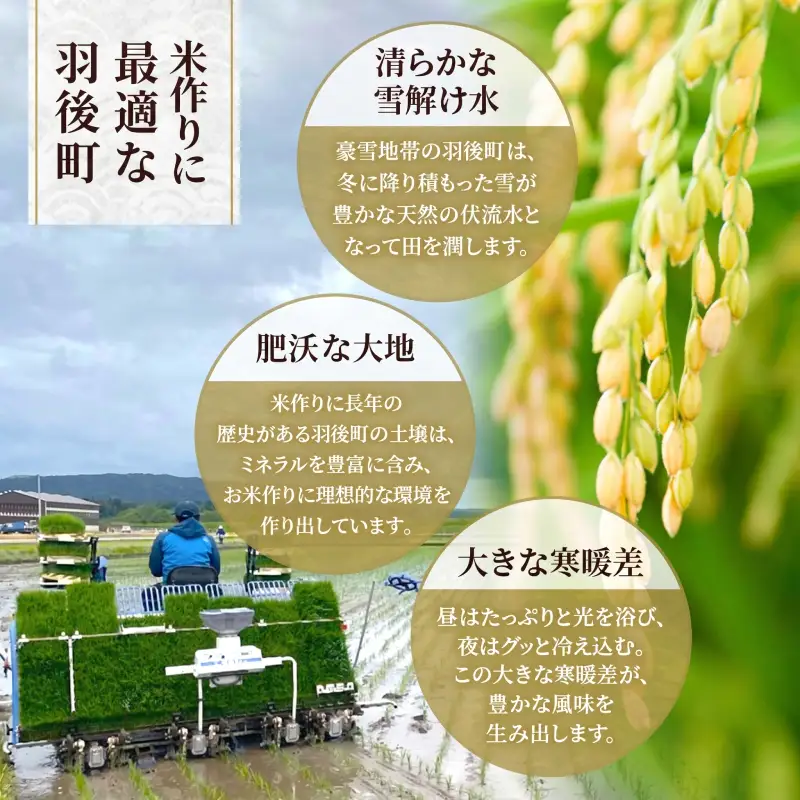 令和8年産 定期便 あきたこまち 20kg 全6回 秋田 米 あきたこまち