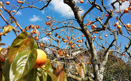仁科農園産 富有柿(レギュラー、中) 12個入り 果物類 かき 柿