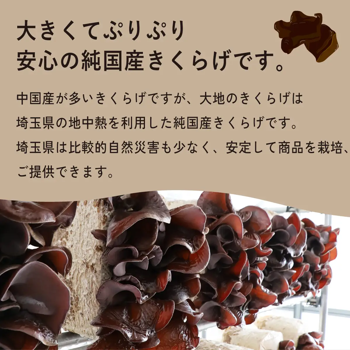 国産きくらげ 3種セット 生 100g×4 乾燥 30g×2 細切カット 30g×2 大地のきくらげ
