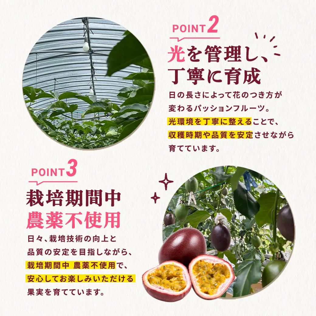 【2026年6～7月頃順次発送予定】パッションフルーツ 1箱（12個～15個入） 贈答用 鹿児島県産 国産 電照栽培 栽培期間中農薬不使用 奄美大島 宇検村 南国フルーツ 産地直送 デザート 特産品 旬 新物 ギフト
