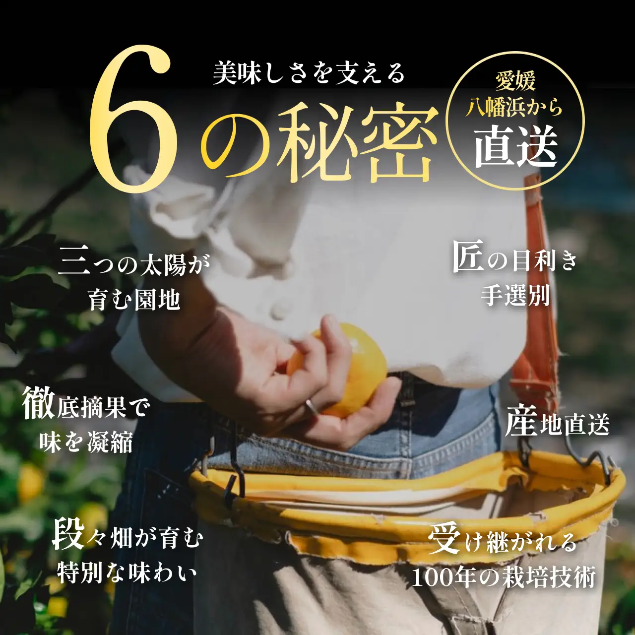 【先行受付】2027年発送!【訳あり】甘平 5kg【E70-166】【1710495】 YWTK165