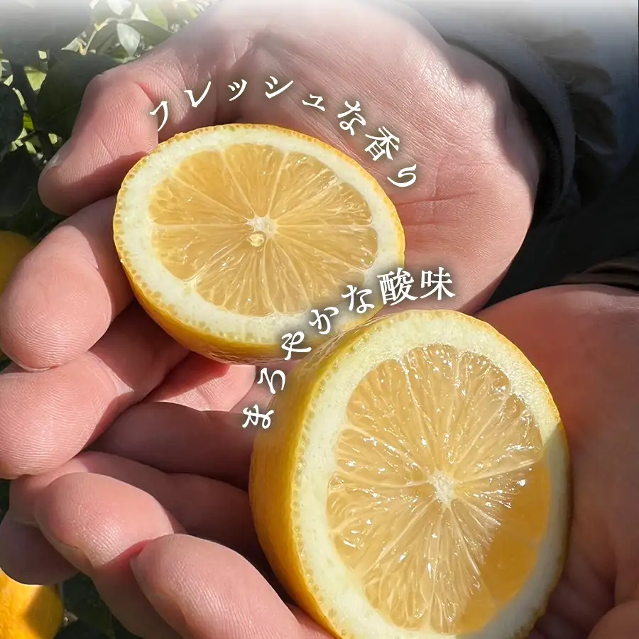 【先行受付】【防腐剤・ワックス不使用で安心】真穴産地直送のレモン 3kg×2箱(2Lサイズ 大玉)【E98-8】 YWTBU008