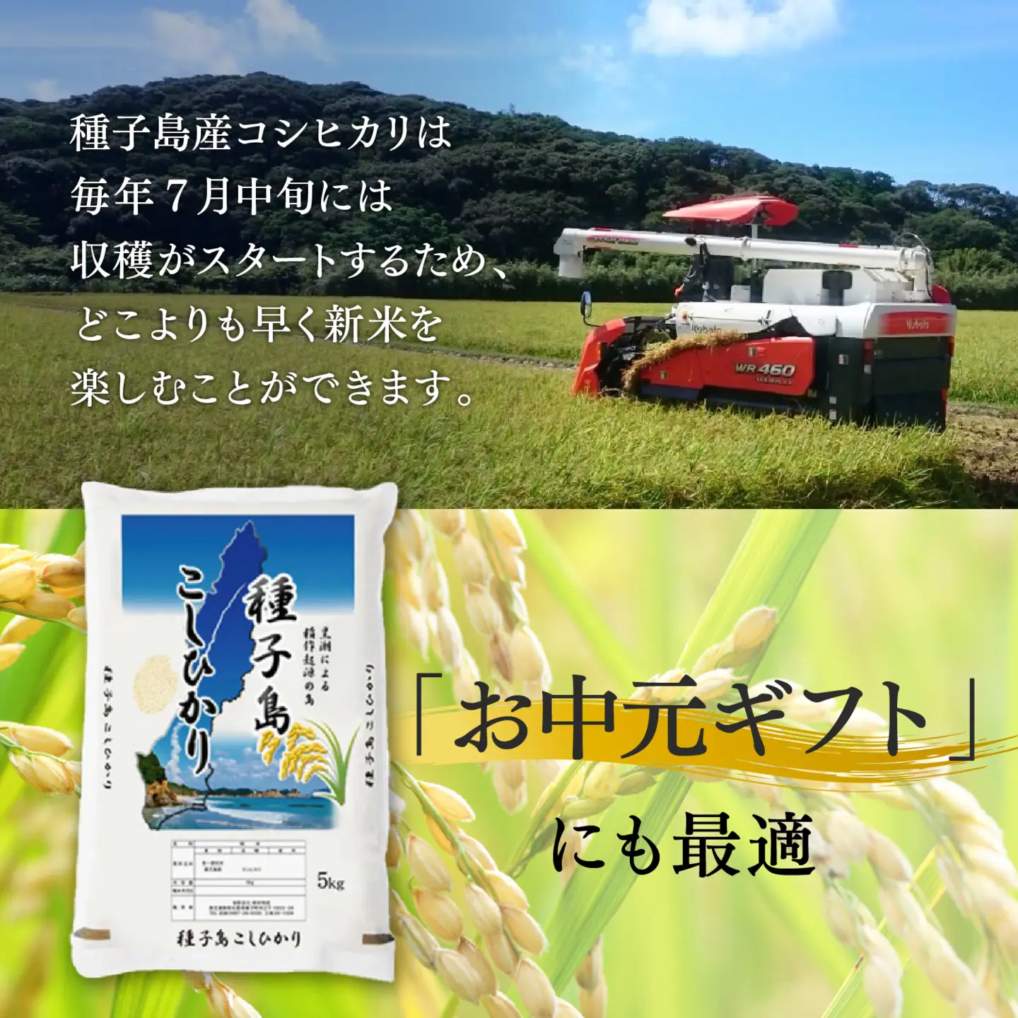 【先行予約】《令和8年産米 新米》【8月上旬より順次発送予定】 種子島産コシヒカリ5kg 【新栄物産】