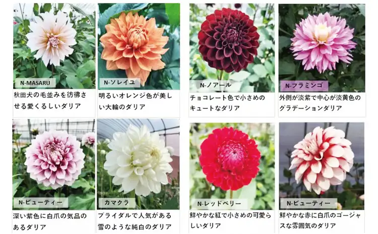 新鮮！綺麗！秋田のダリア〈5本〉　45P7805【ひない渡辺農園しどけ村】