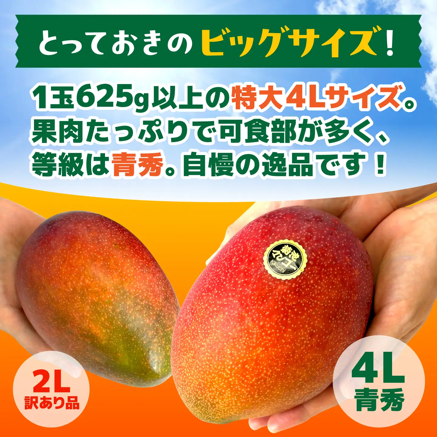 【2027年6月上旬から順次発送】菊池マンゴー4L×1玉  友枝マンゴー農園[AYDF005]