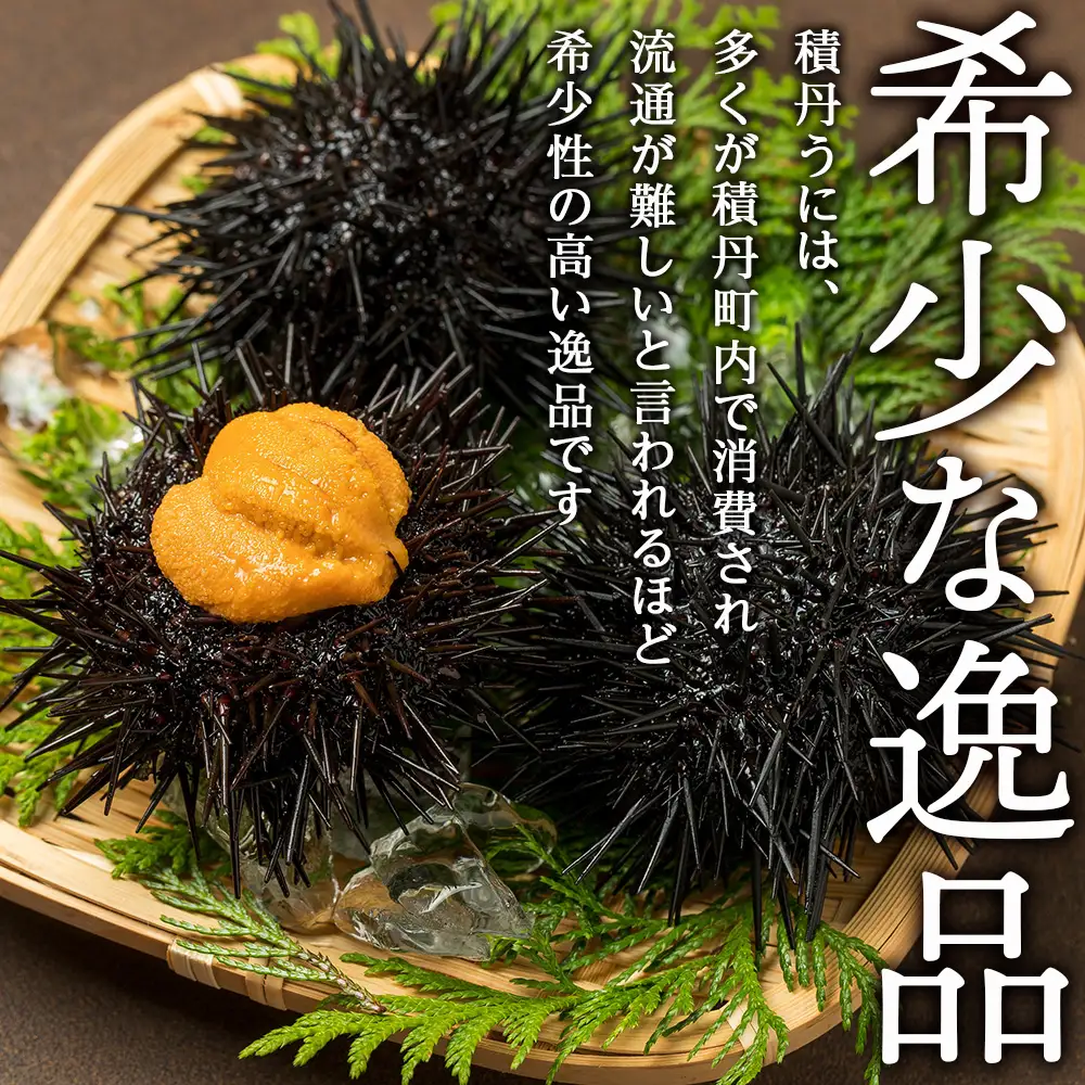 【 2026年 夏発送分】 数量限定 ！積丹産 塩水生うに2パック 海鮮 ウニ 雲丹 塩水【三上商店】
