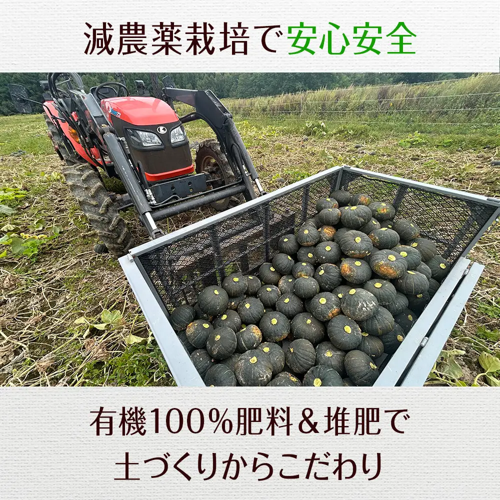 【2026年秋頃発送予約】「くりゆたか7」 かぼちゃ10㎏(5玉～7玉）有機質100％肥料 煮物 天ぷら