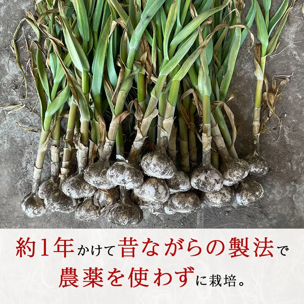 2026年分予約開始！【数量限定】渋谷さん家の★大★「無農薬 にんにく1kg」