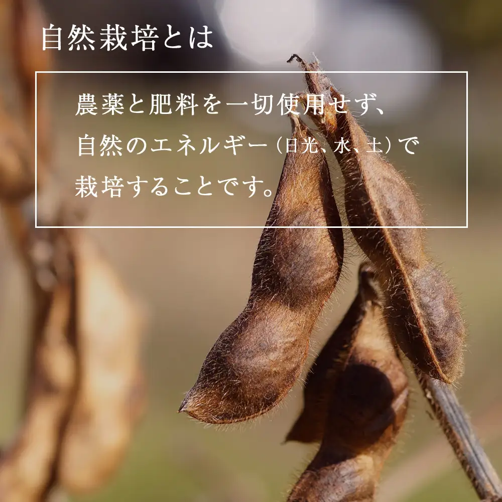 黒豆茶 無農薬 積丹町産 ノンカフェイン　2袋
