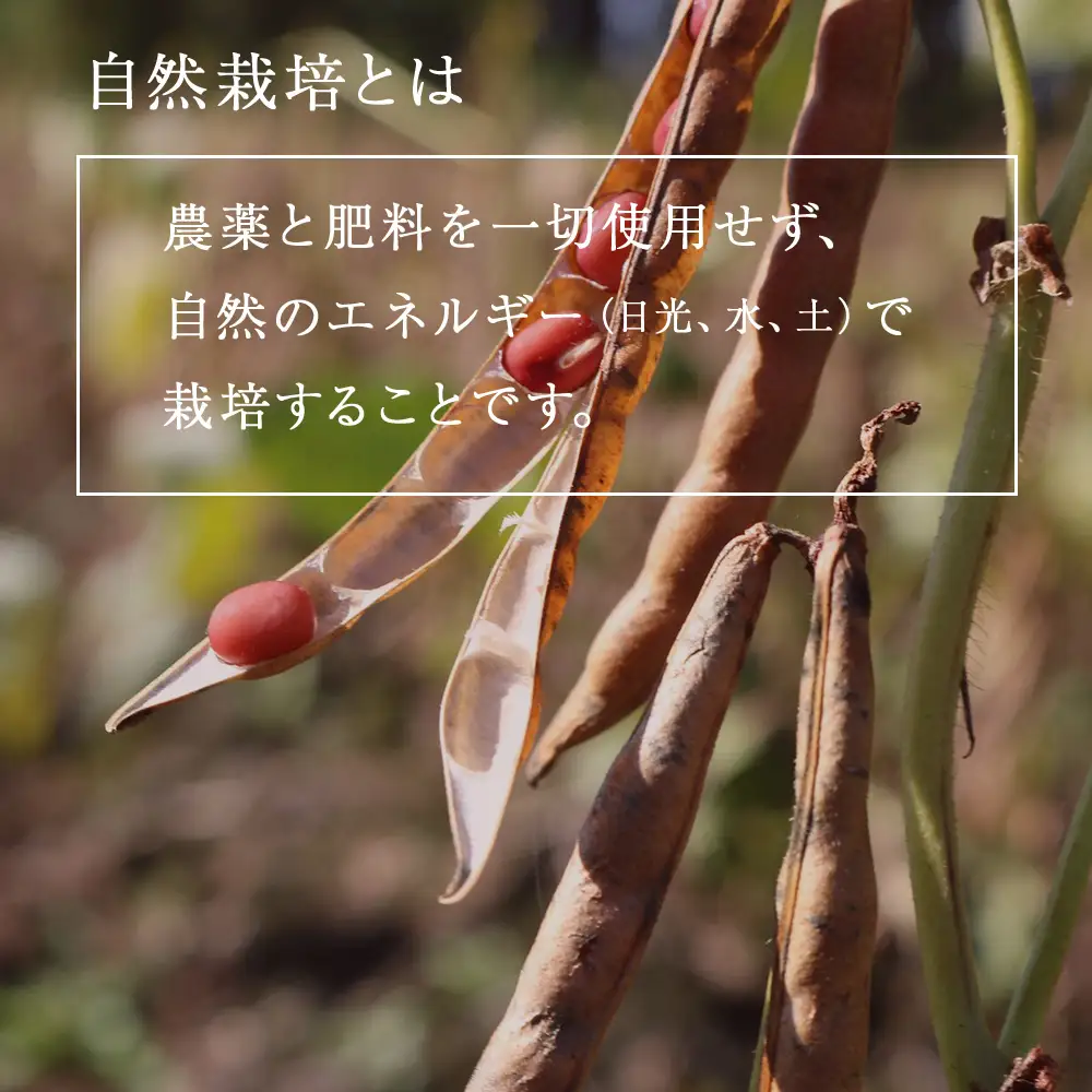 小豆茶 無農薬 積丹町産 ノンカフェイン　2袋