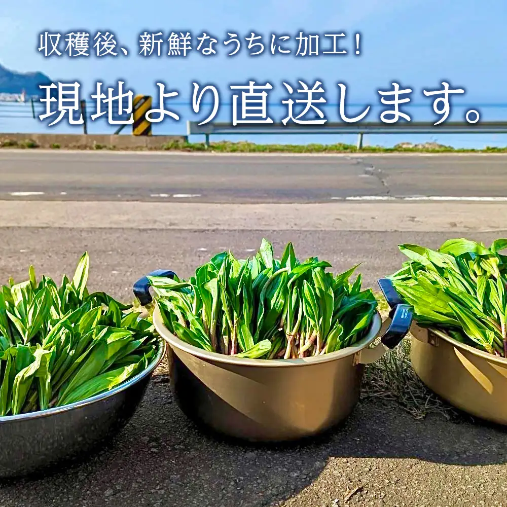 天然物！！ 積丹産 行者ニンニク 醤油漬け 150g アイヌネギ 山菜 積丹 北海道 天然 カムイ ギョウジャ 瓶