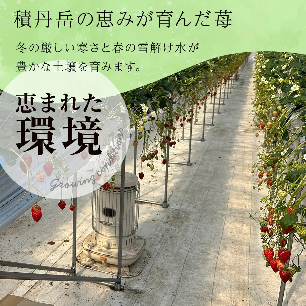 【2027年2月下旬以降発送】北海道産 完熟よつぼし苺(約250g×4パック)