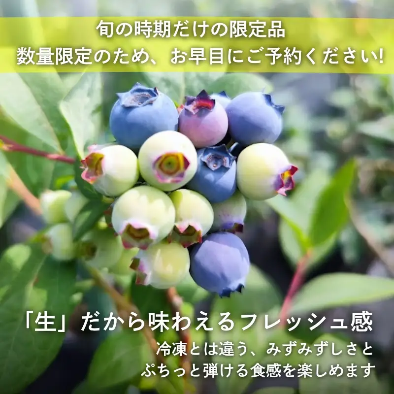 国産 生ブルーベリー 500g (125g×4パック) 品種おまかせ 