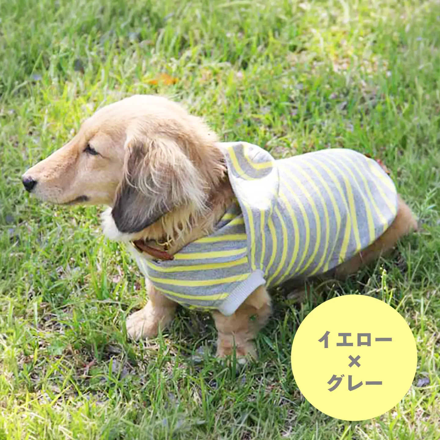 ボーダーパーカー イエロー×グレー （SS/S/MM/M） / ペット用品 ドックウェア 犬服 犬用 / 佐賀県 / Canis Lupus[41AAAN016]