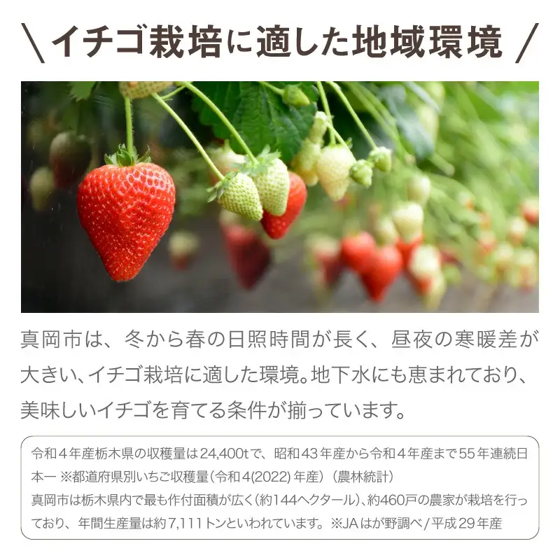 いちご とちあいか 18粒入【栃木県共通返礼品】 | いちご イチゴ 苺 とちあいか 生いちご 高級いちご 季節の果物 栃木県産 国産 農家直送 ギフト プレゼント お祝い お返し いちごギフト ※2026年12月～発送