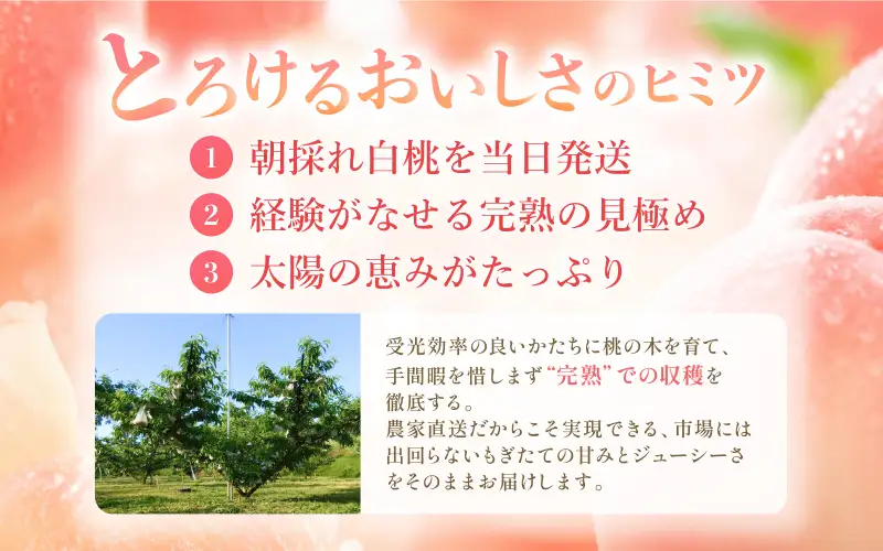 桃 完熟岡山県産清水白桃 約1.4kg（4～6玉） ご家庭用 もも 【kbmm001】