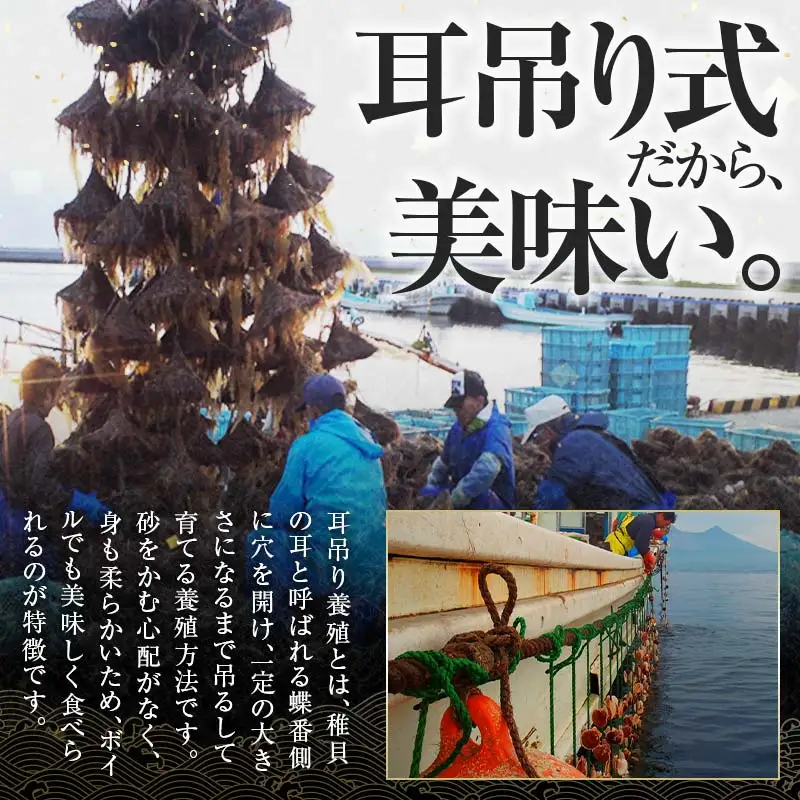 【訳あり】北海道・噴火湾産冷凍ボイルほたて（サイズ不選別品） 400g×2 ＜海鮮問屋　株式会社　瑞宝＞ 噴火湾 森町 ほたて 帆立 ホタテ 海産物 魚貝類 ふるさと納税 北海道 mr1-1390