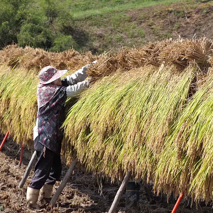 信州麻績産 はぜかけ米 数量限定 期間限定 5kg 自然乾燥 コシヒカリ 5kg 長野県 信州 麻績村 麻績