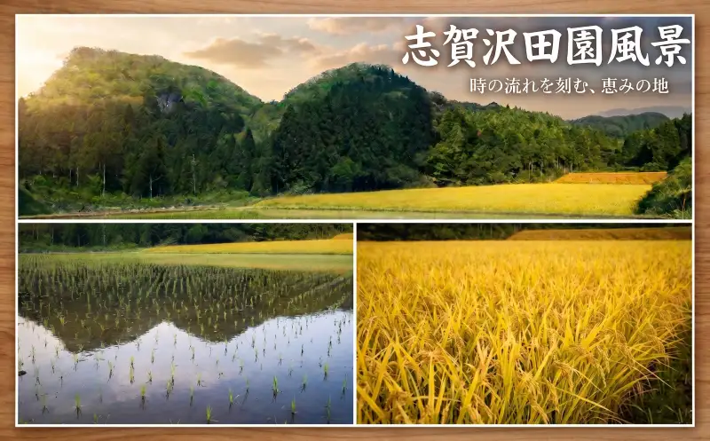 新米 定期便 3ヶ月 令和8年産 つや姫 10kg  精米