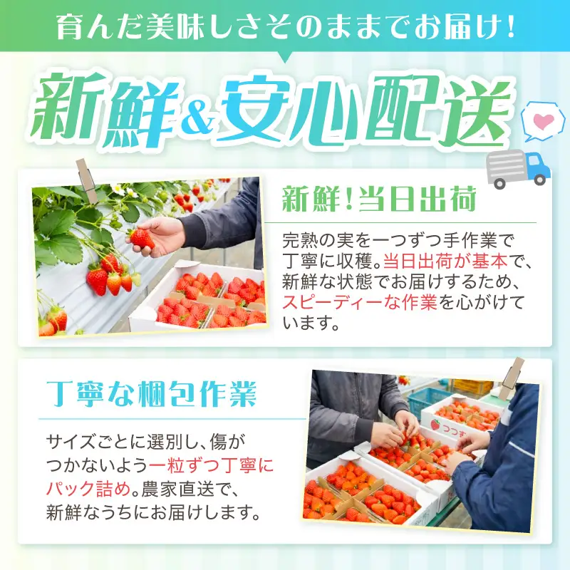 【2027年1月～5月発送予定】希少品種 ほしうらら と 紅ほっぺ の食べ比べセット 約600g（約300g×各種1パック×1箱）5ヶ月定期便【配送不可地域：北海道・沖縄・離島】【121B-009-2027】