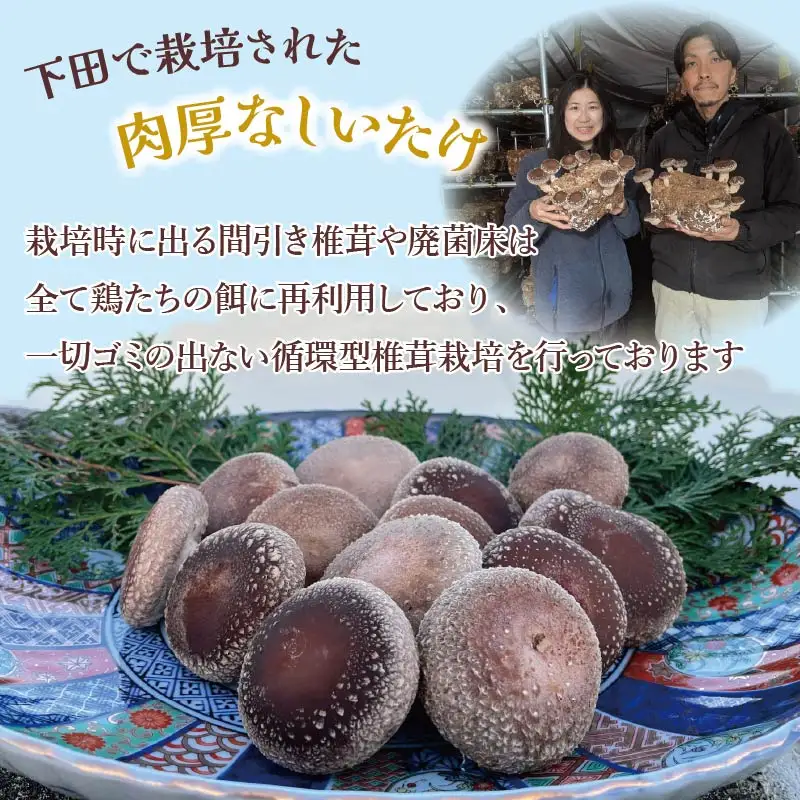 しいたけ 400g 椎茸 先行予約 シイタケ 菌床椎茸 きのこ 静岡 下田 伊豆 養鶏 farm1987