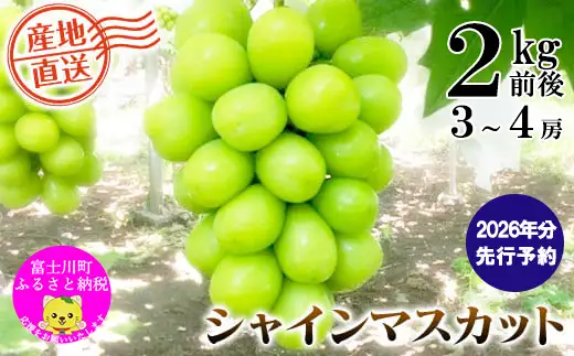 【2026年発送分】【フルーツ定期便】シャインマスカット 約２kg (３～４房)＆【糖度16度以上】すもも『ふかさわ』約1.3〜1.5kg（8〜11個）＆ラ・フランス 約1.5kg（3～5玉）　シャイン マスカット ぶどう ブドウ 葡萄 李 スモモ 洋なし 洋梨 洋ナシ フルーツ 果物 くだもの 山梨 やまなし 富士川町