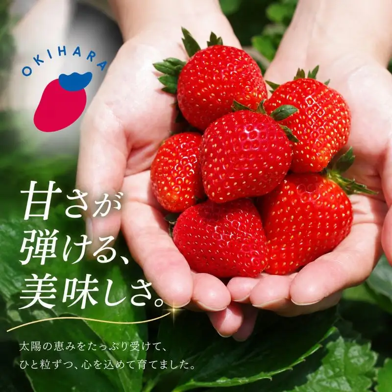 【先行予約】[数量限定] 貴重な12月発送！伝統の「初摘み女峰」 280g×2P