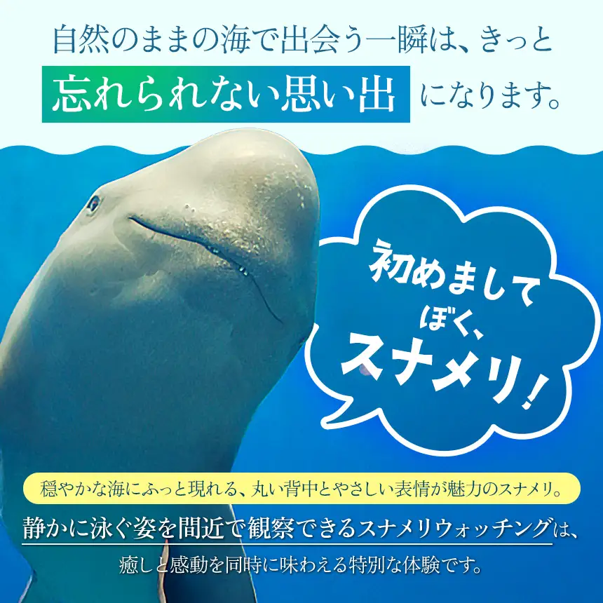 【 体験利用券 】瀬戸内海 シーカヤック スナメリ ウォッチング ツアー （ 1 名様分 ）