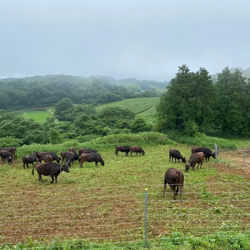 岡山県産 黒毛和牛 美星牛 贅沢ステーキ食べ比べセット 約1kg 国産 牛肉【msmt005-01】