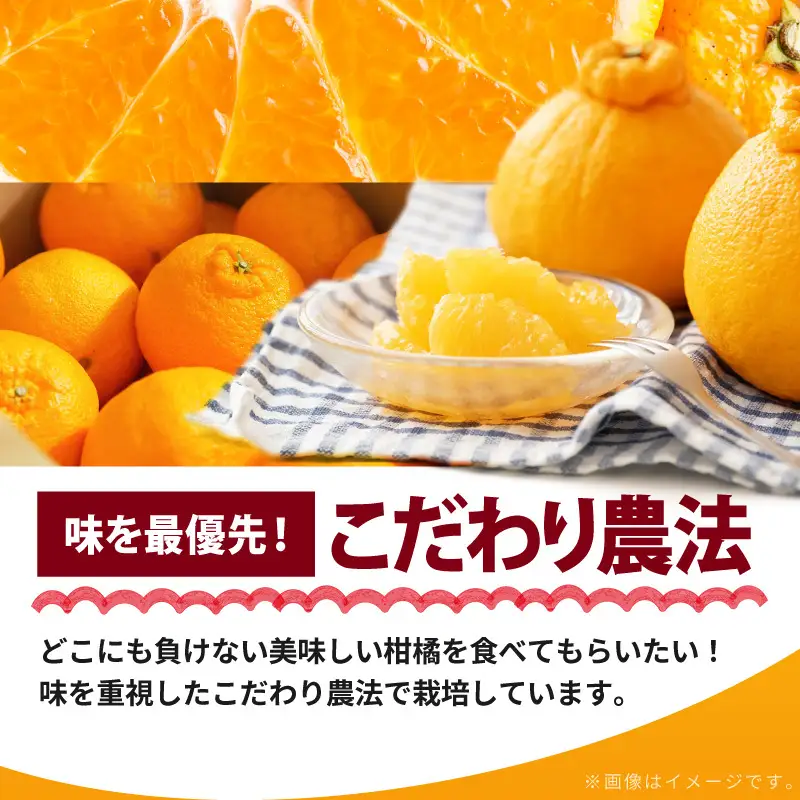 【2027年先行予約】和歌山有田 田村の不知火(田村デコ) 秀品 12～24玉_AB7433